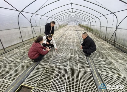利川烟叶生产大检查！40个育苗基地、17个磅组，结果如何？  第1张