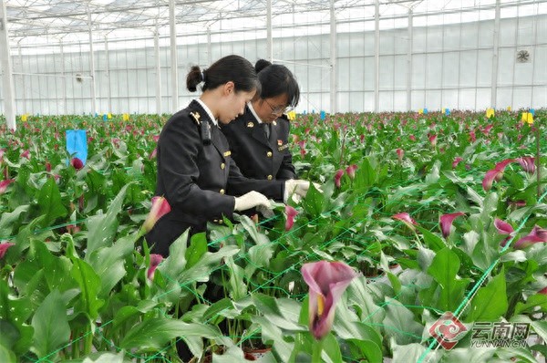 丽江马蹄莲惊艳越南！900枝鲜切花如何征服国际市场？