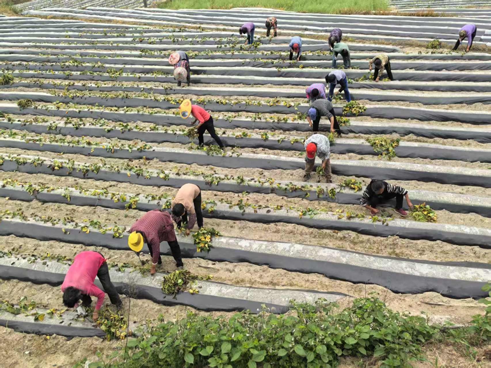 从自给自足到亩产2000斤！楼基村的小香薯如何成为乡村振兴的金钥匙？