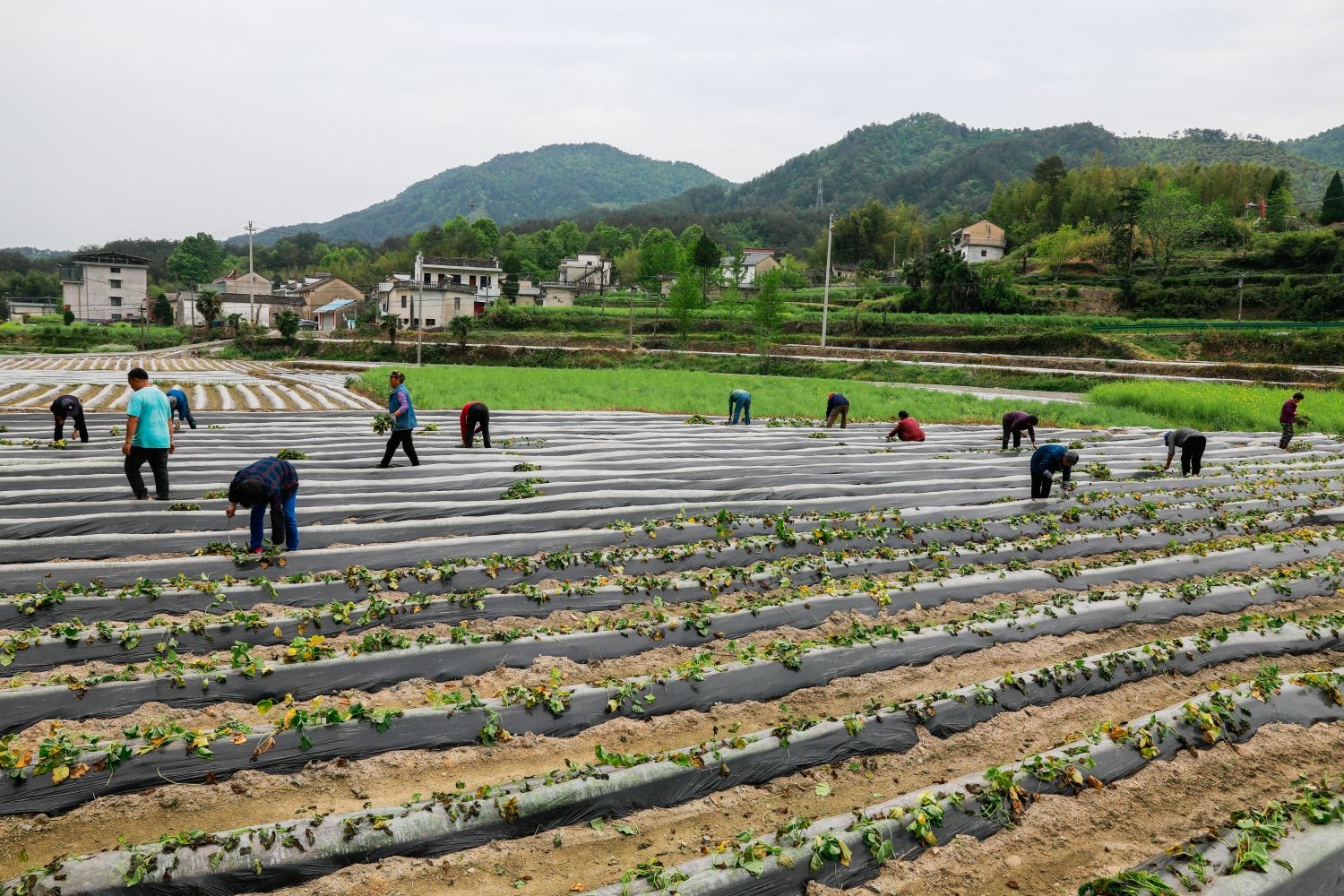 从自给自足到亩产2000斤！楼基村的小香薯如何成为乡村振兴的金钥匙？  第2张