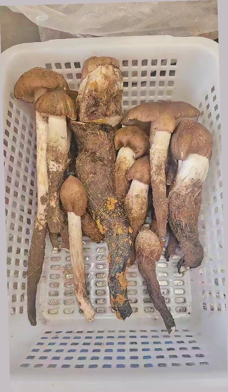 头水见手青价格飙至3000元/公斤！昆明人的年度吃菌盛宴为何如此疯狂？  第2张