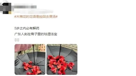 木棉花竟能祛湿解毒？广东人捡回去煲汤暗藏这些风险  第2张