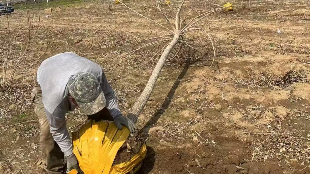 政协委员李楠捐赠196棵元宝枫树,价值2万余元!你的家乡有这样的爱心人士吗? 第2张 政协委员李楠捐赠196棵元宝枫树,价值2万余元!你的家乡有这样的爱心人士吗? 第2张