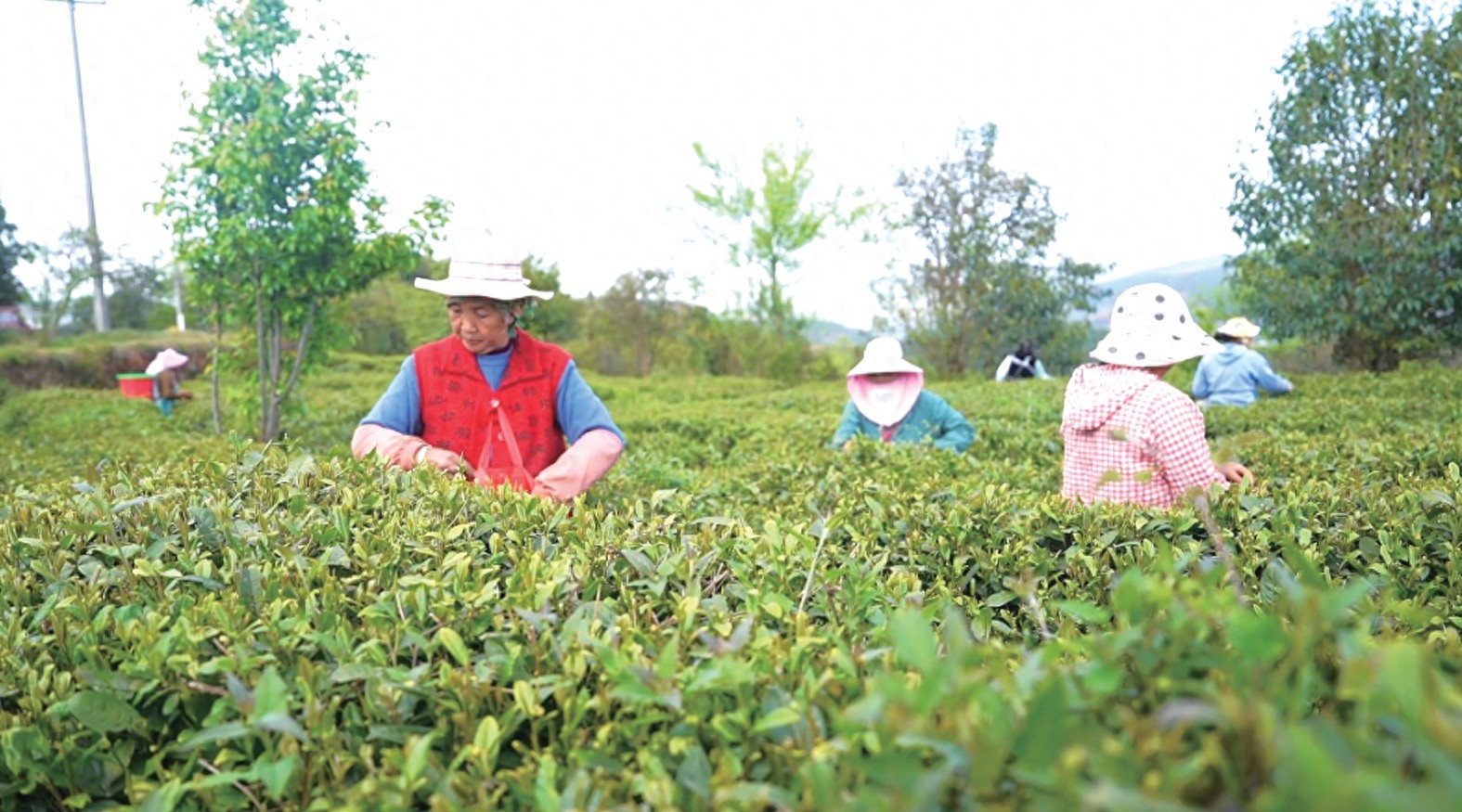 500亩茶园春茶采摘正当时！你知道这片生态茶园藏着怎样的绿色密码吗？