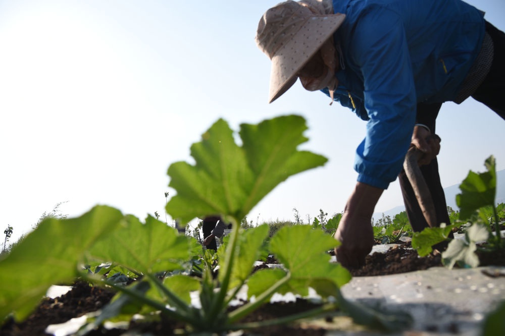 丽江菜农抢抓谷雨农时，你的菜篮子有保障了吗？  第3张
