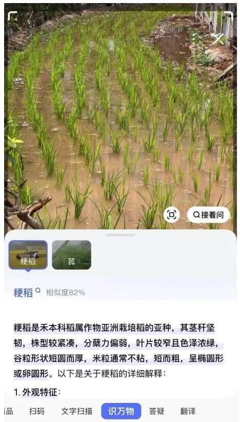 东莞商场旁惊现神秘稻田！大叔弯腰插秧引爆全城热议，你打卡了吗？  第2张