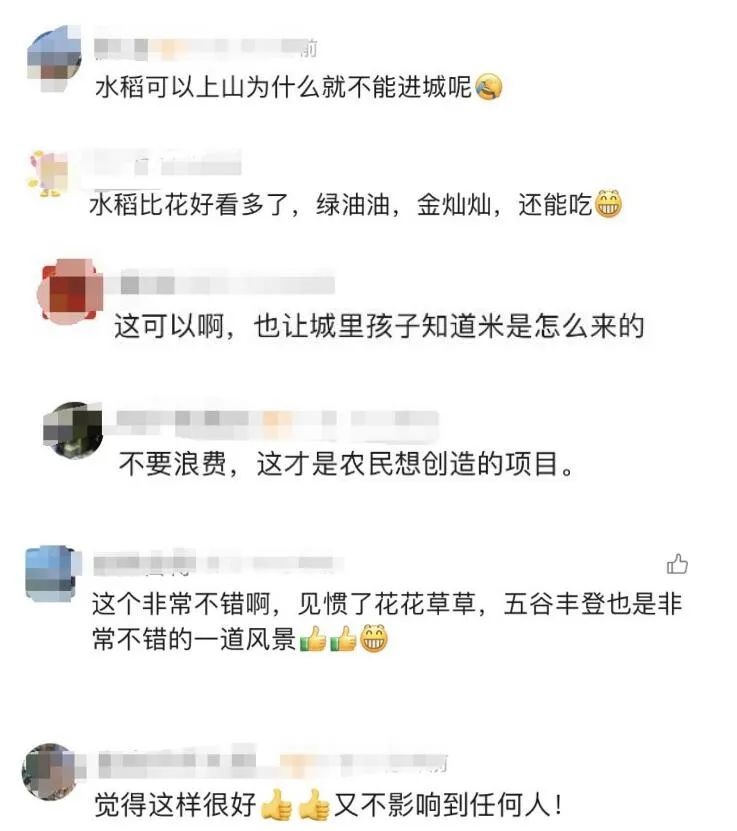 东莞商场旁惊现神秘稻田！大叔弯腰插秧引爆全城热议，你打卡了吗？  第3张