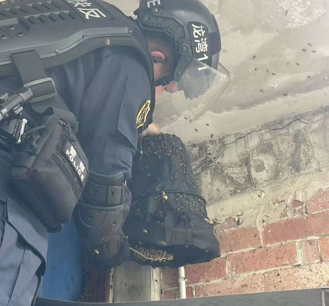 蜜蜂在家筑巢不敢上楼？沙城派出所快反队员化身清蜂侠火速救援  第2张