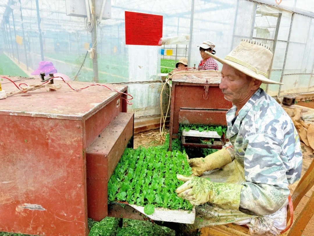 效率提升10倍！金山烟叶工作站如何用自制机器颠覆传统烟苗培育？