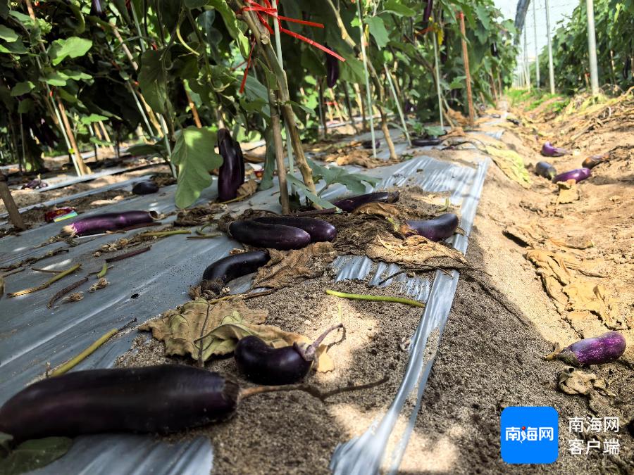 14亩茄子竟成畸形果！农户损失14万，农业部门紧急介入，你的菜篮子安全吗？