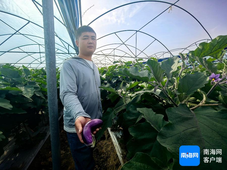 14亩茄子竟成畸形果！农户损失14万，农业部门紧急介入，你的菜篮子安全吗？  第2张