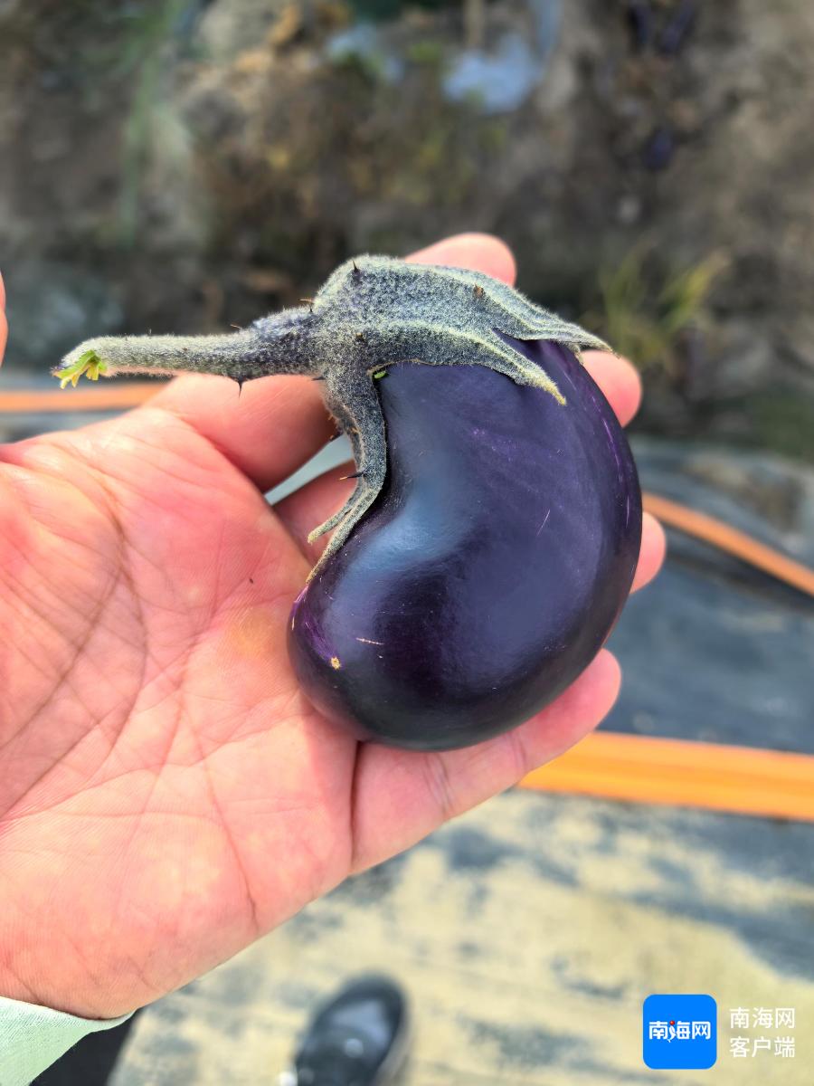 14亩茄子竟成畸形果！农户损失14万，农业部门紧急介入，你的菜篮子安全吗？  第3张