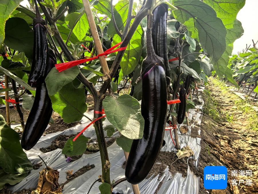 14亩茄子竟成畸形果！农户损失14万，农业部门紧急介入，你的菜篮子安全吗？  第4张