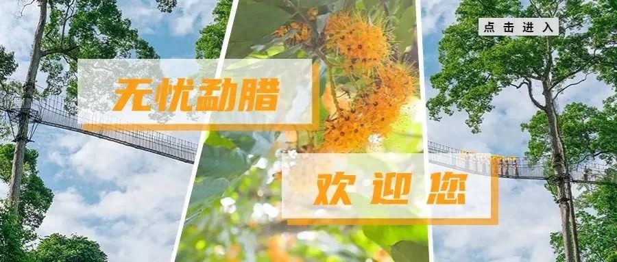 30余名银发志愿者化身导游和文艺使者，勐腊县老年大学如何擦亮边疆旅游志愿服务品牌？