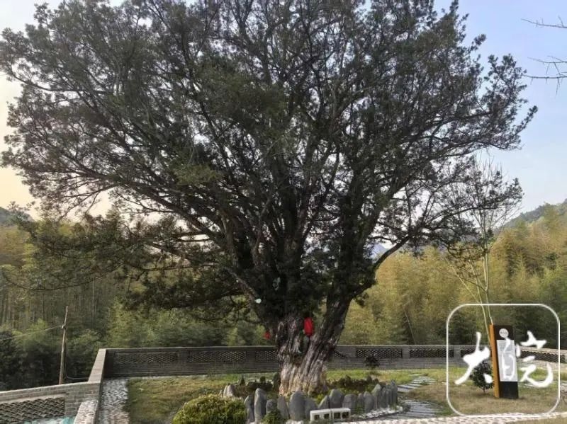 皖南川藏线古树认养火爆！第二批即将开放，你准备好守护千年古树了吗？  第2张