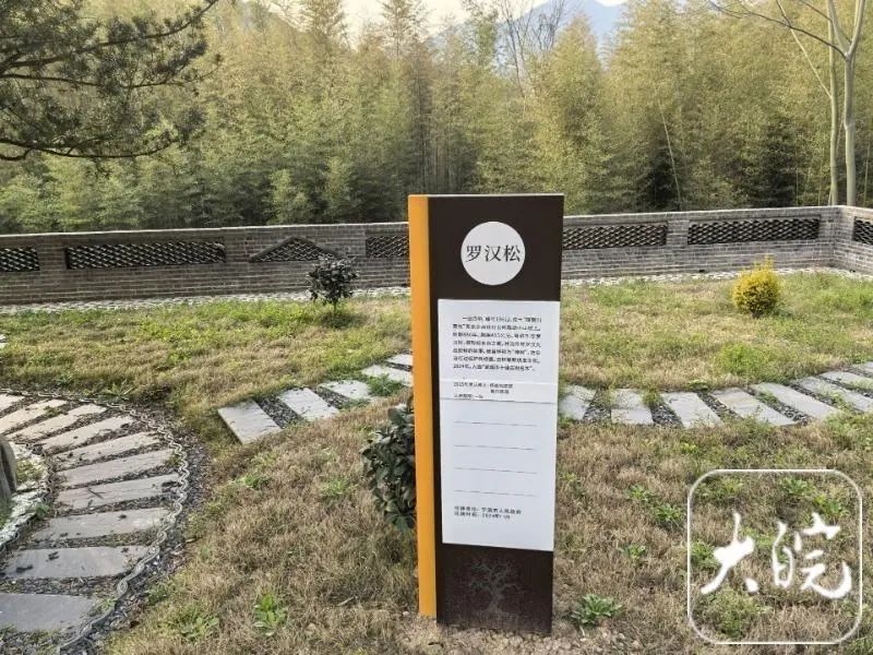 皖南川藏线古树认养火爆！第二批即将开放，你准备好守护千年古树了吗？  第3张