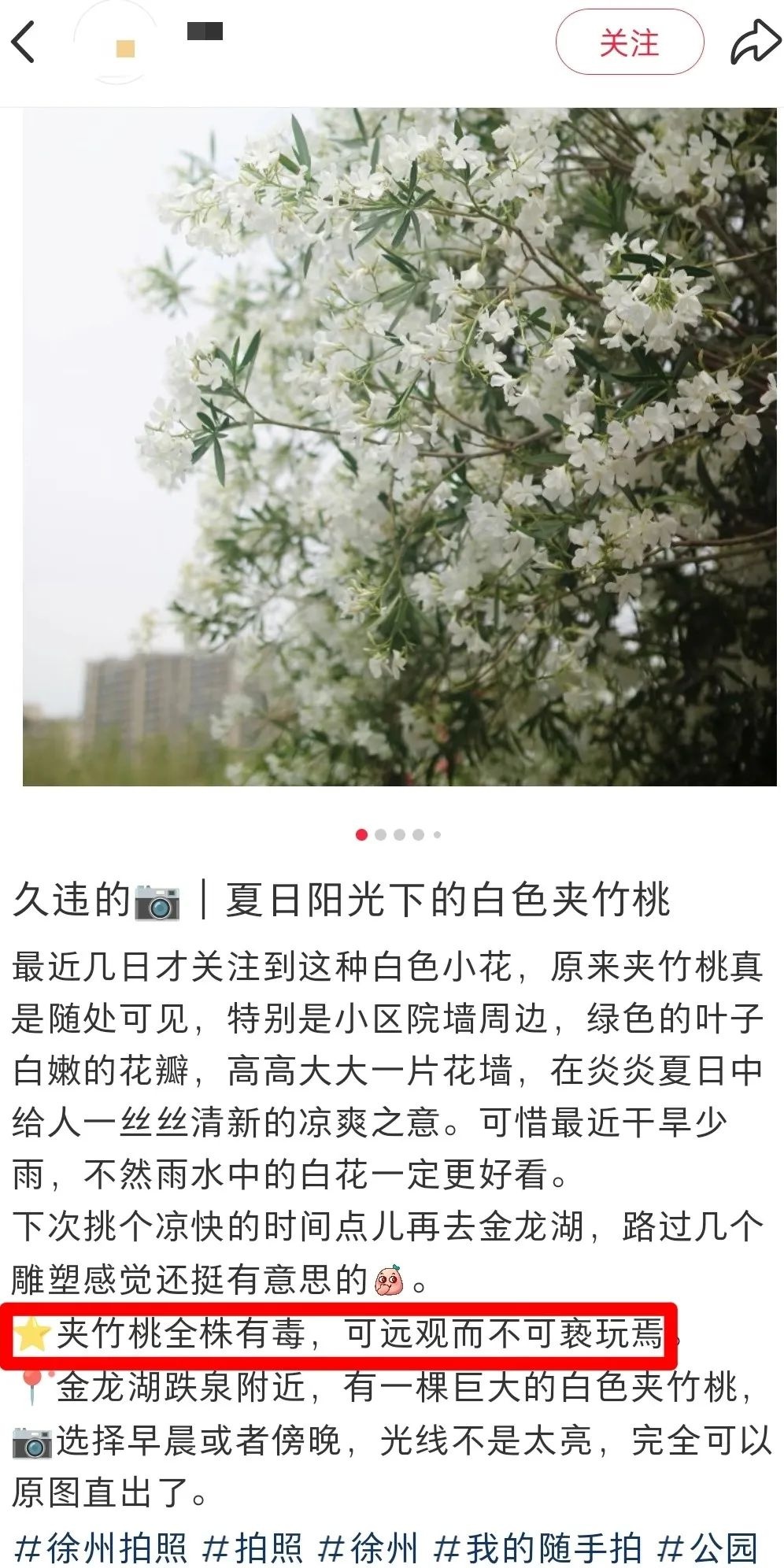 美丽夹竹桃竟藏致命危险！随手摘叶煮茶致 54 岁老人进 ICU？  第2张