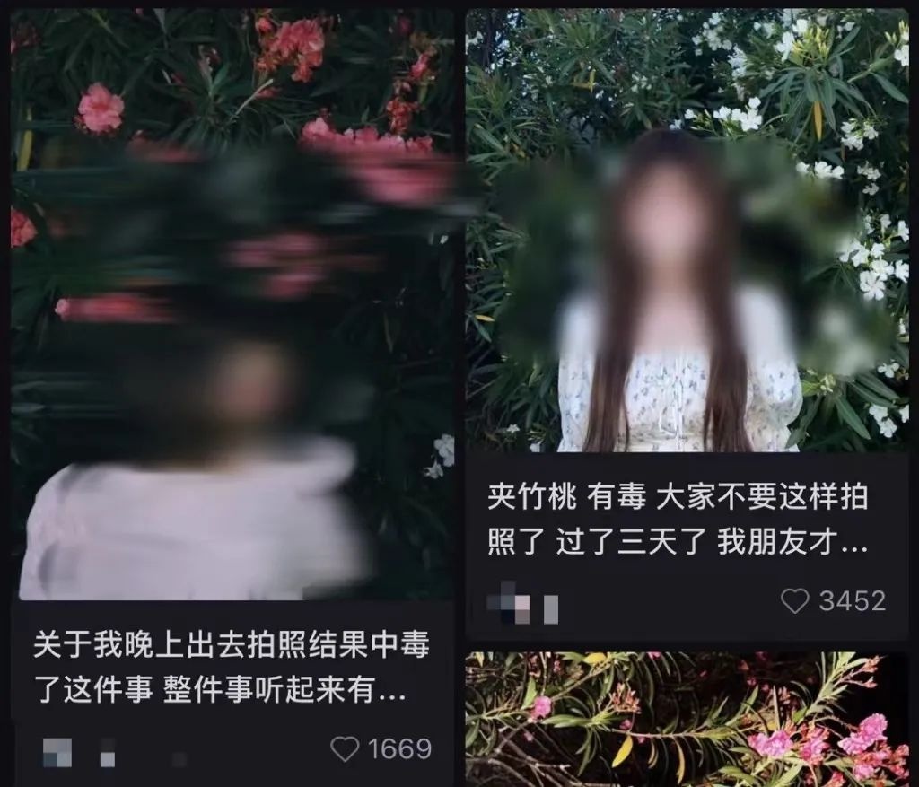 美丽夹竹桃竟藏致命危险！随手摘叶煮茶致 54 岁老人进 ICU？  第4张
