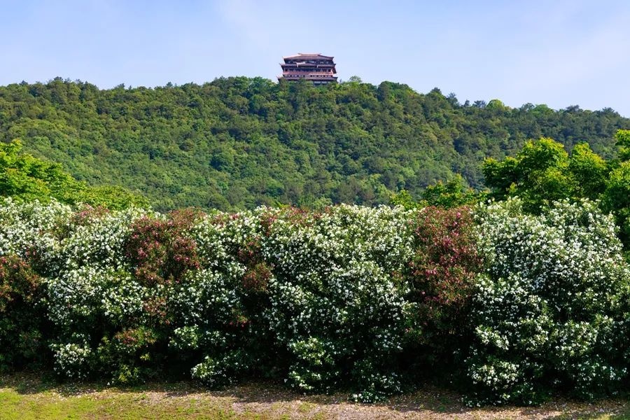 美丽夹竹桃竟藏致命危险！随手摘叶煮茶致 54 岁老人进 ICU？  第5张
