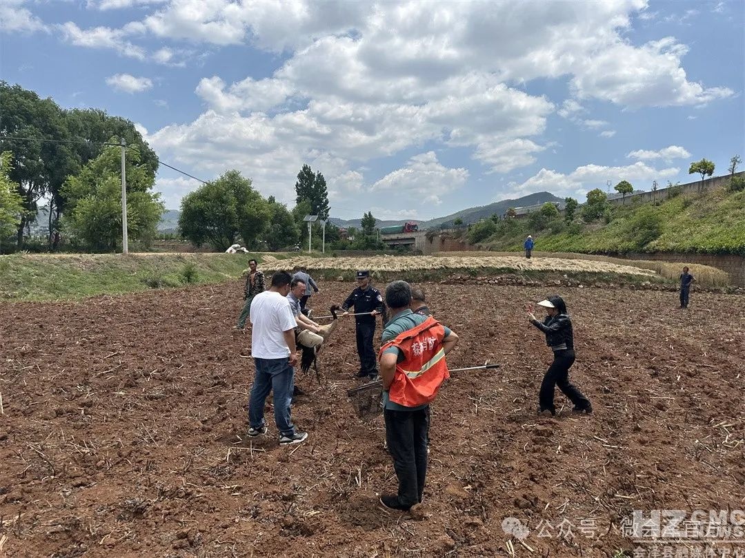 5月20日！跨越部门的黑颈鹤救援行动，你知道背后有啥故事？  第3张