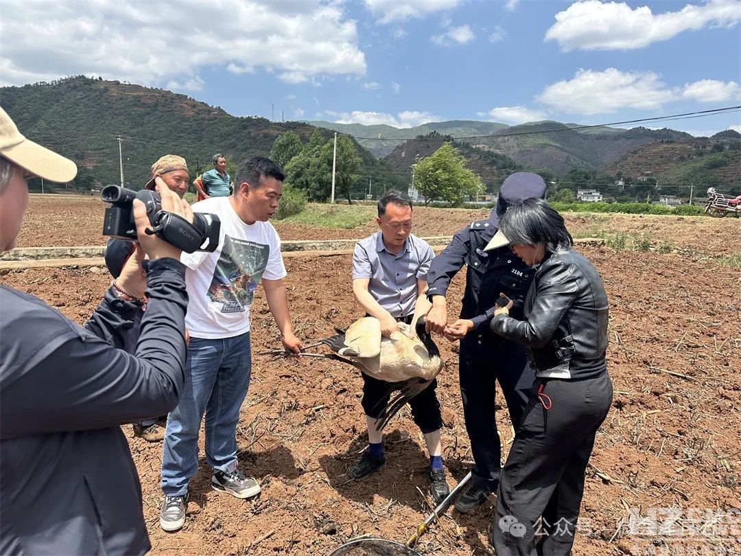 5月20日！跨越部门的黑颈鹤救援行动，你知道背后有啥故事？  第4张