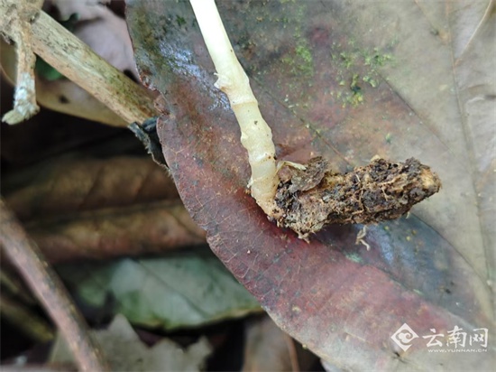 珍稀植物虎舌兰现身临沧！为何称它为幽灵兰花？  第2张