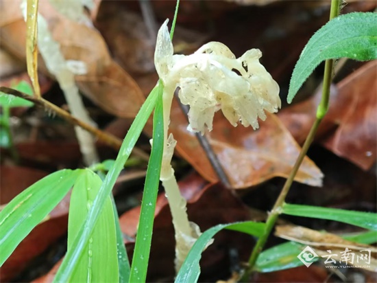 珍稀植物虎舌兰现身临沧！为何称它为幽灵兰花？  第3张