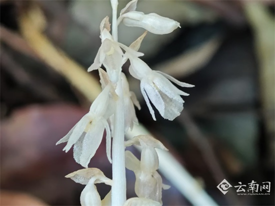 珍稀植物虎舌兰现身临沧！为何称它为幽灵兰花？  第4张