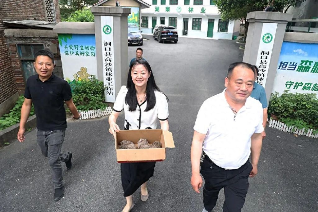 茶铺村现四只猫头鹰幼崽，村民紧急求助，后续如何？