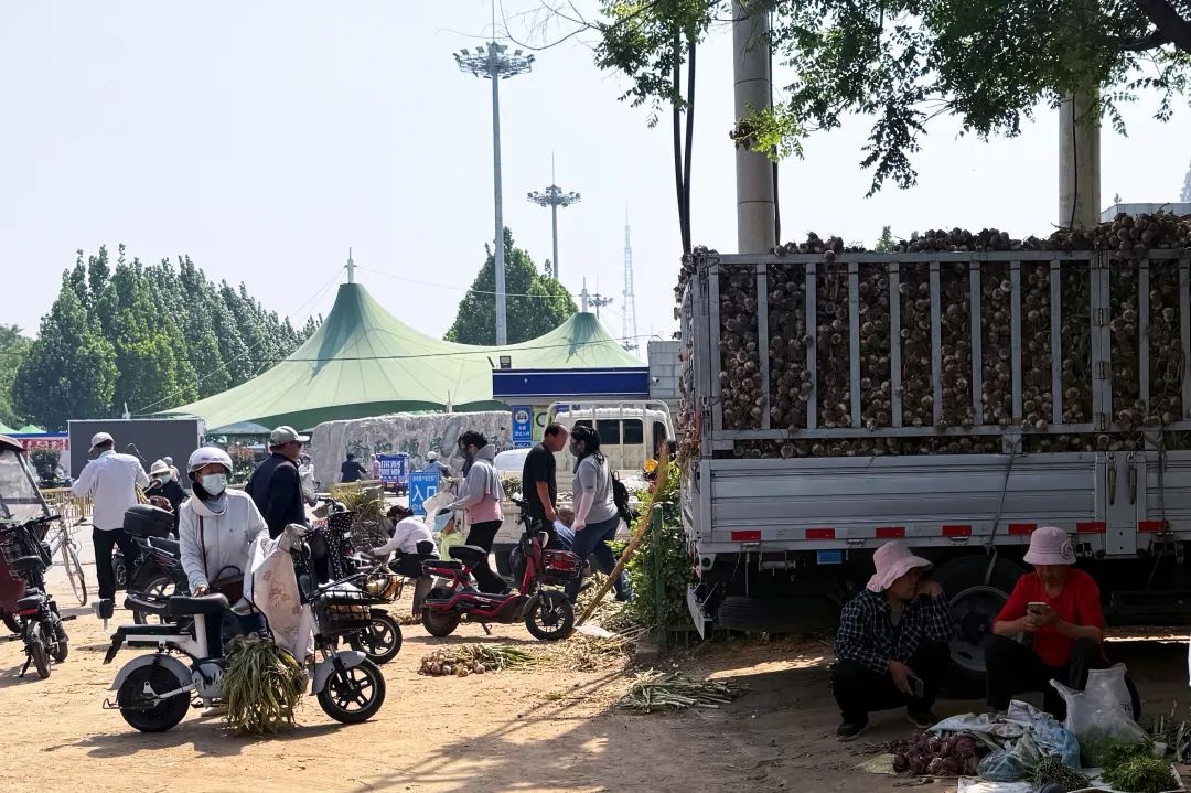 气温攀升新蒜熟！衡水本地新蒜10元50头，不买就亏大了？  第4张