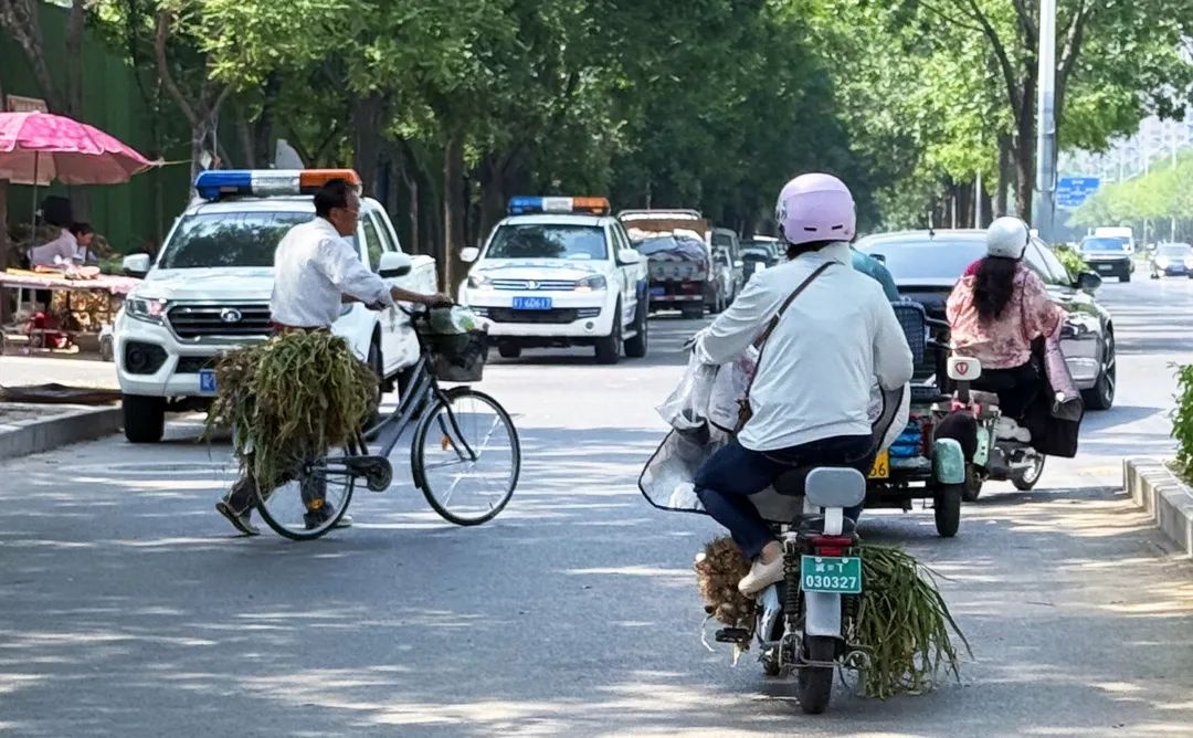 气温攀升新蒜熟！衡水本地新蒜10元50头，不买就亏大了？  第5张
