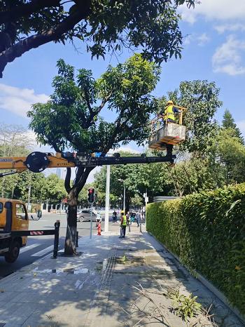 广州街头树木大变样？台风、毛毛雨、挡光问题全解决了  第4张