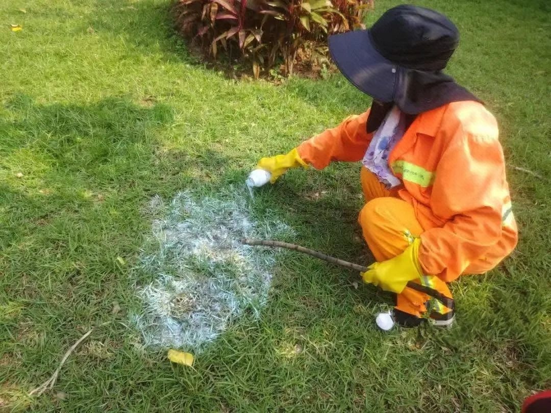 气温升高雨水增多！柳州现非洲大蜗牛和红火蚁？碰不得  第7张