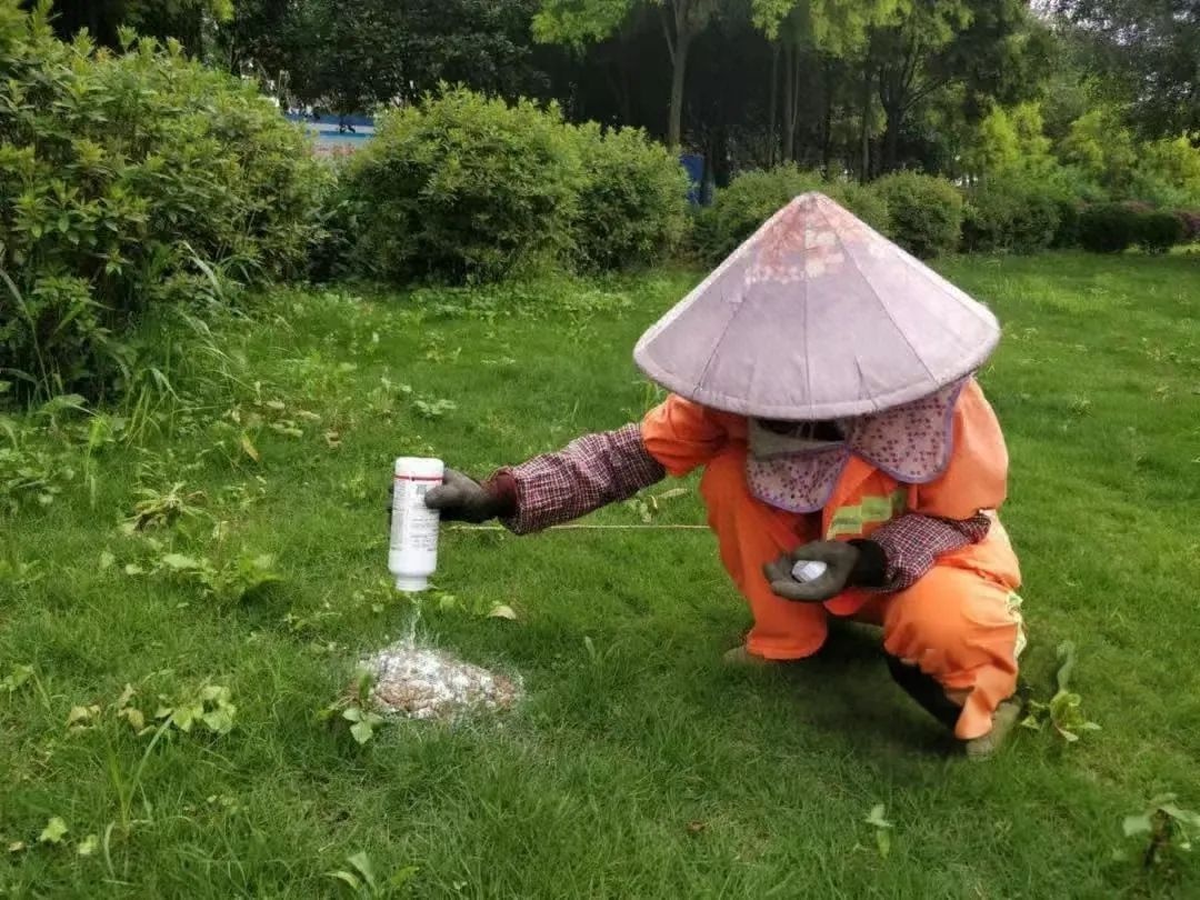 气温升高雨水增多！柳州现非洲大蜗牛和红火蚁？碰不得  第8张