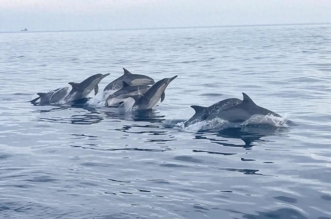 5月18日北海涠洲岛海域现超千头海豚？这场景有多震撼  第1张
