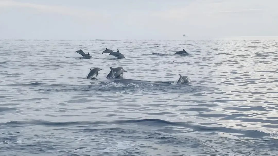 5月18日北海涠洲岛海域现超千头海豚？这场景有多震撼  第3张