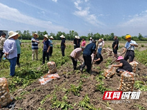 ‘三分地养活一个人’工程马铃薯亩产超预期？咋做到的