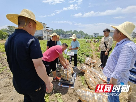 ‘三分地养活一个人’工程马铃薯亩产超预期？咋做到的  第2张