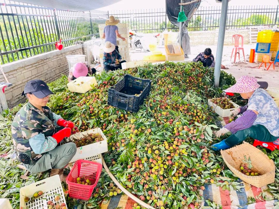 阳西县妇联助力乡村振兴！为6名创业妇女发放60万贷款？  第2张