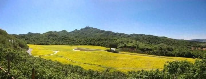 6.9万平方米油菜花竞相绽放！鞍钢矿山生态园凭啥成夏日亮丽风景？