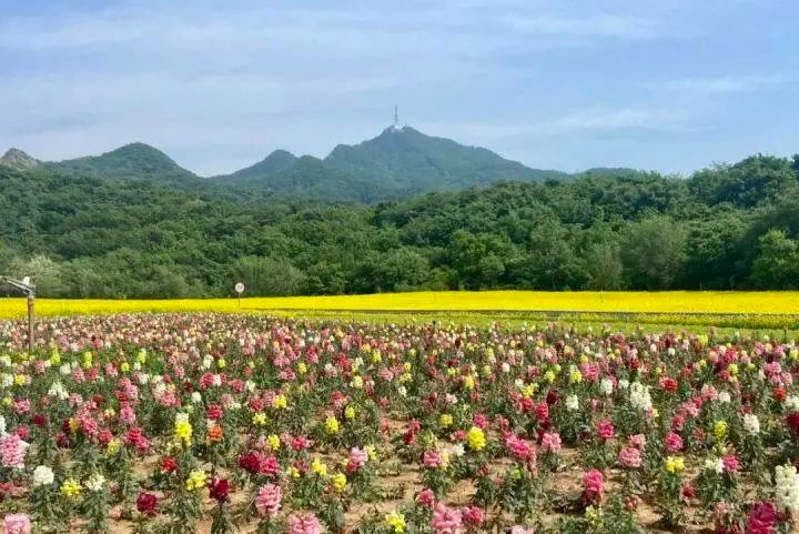 6.9万平方米油菜花竞相绽放！鞍钢矿山生态园凭啥成夏日亮丽风景？  第2张