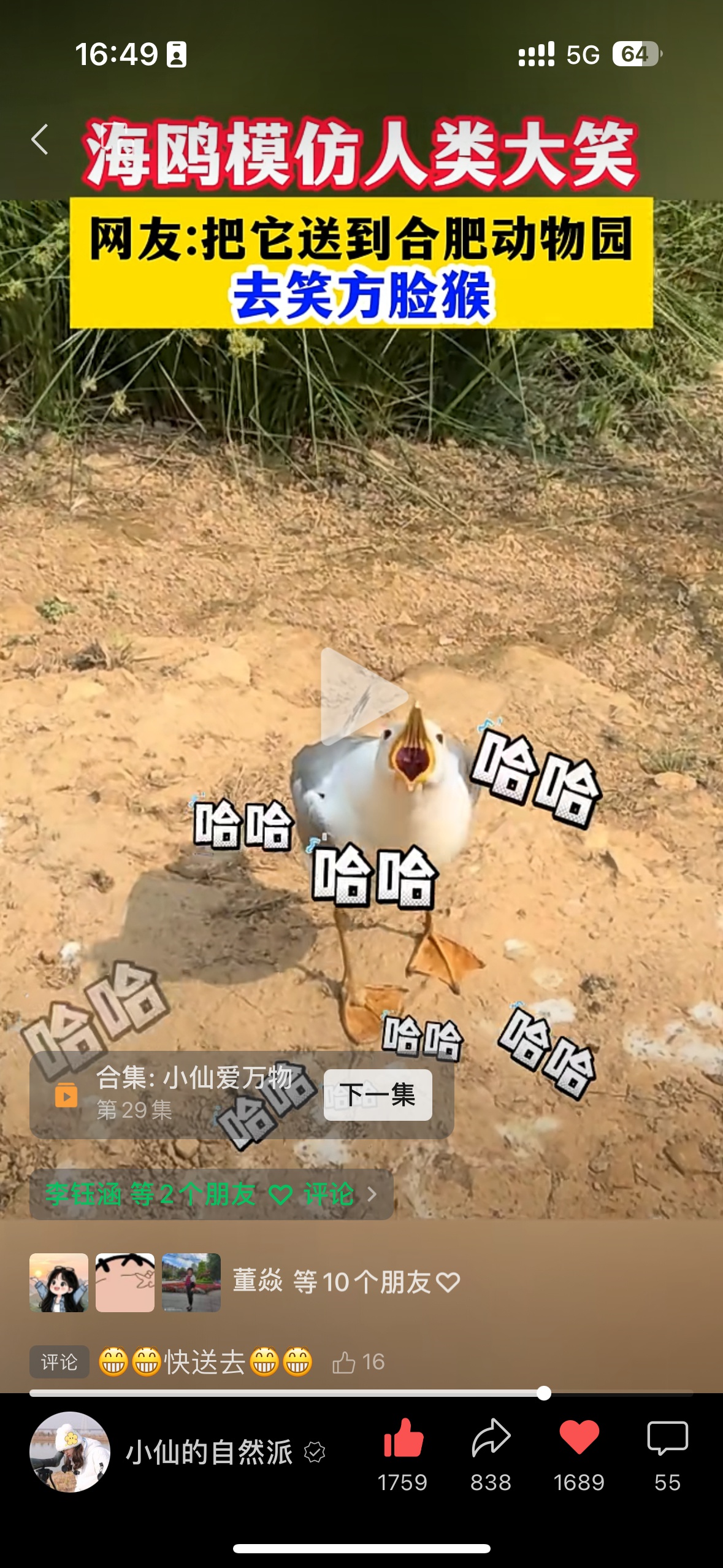 网红银鸥‘跛豪’来自安徽桐城动物园？背后故事惊人  第1张