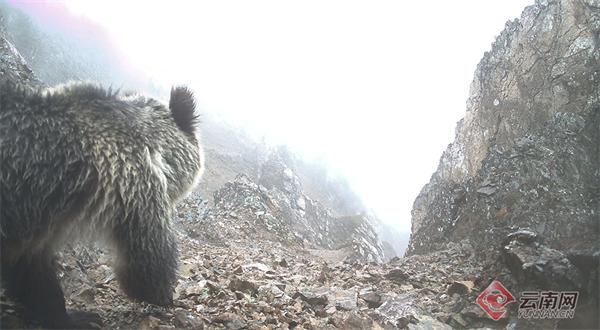 5月22日国际生物多样性日！云南惊现雪豹滇金丝猴同域分布？  第2张