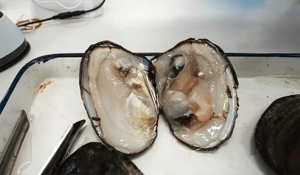 留校过年也能红红火火！上海临港高校400师生共迎蛇年，你猜他们怎么过？  第2张