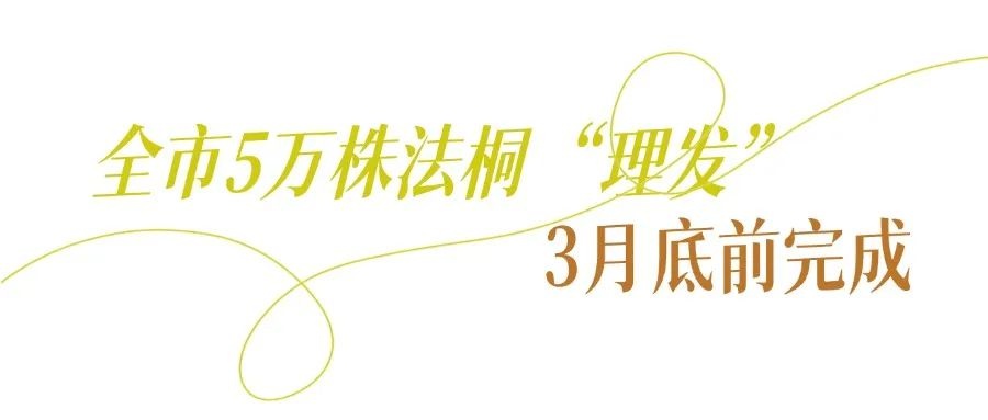 武昌临江大道法桐大修剪！陶大森师傅20年经验，如何让树木更美观？  第3张
