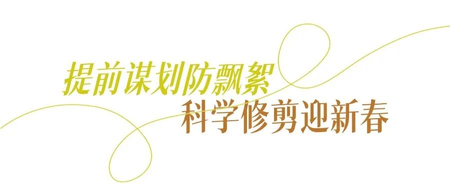 武昌临江大道法桐大修剪！陶大森师傅20年经验，如何让树木更美观？  第5张