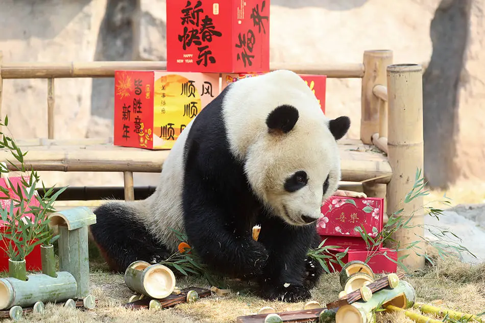 大熊猫康康的春节盛宴！你知道动物们是如何过年的吗？