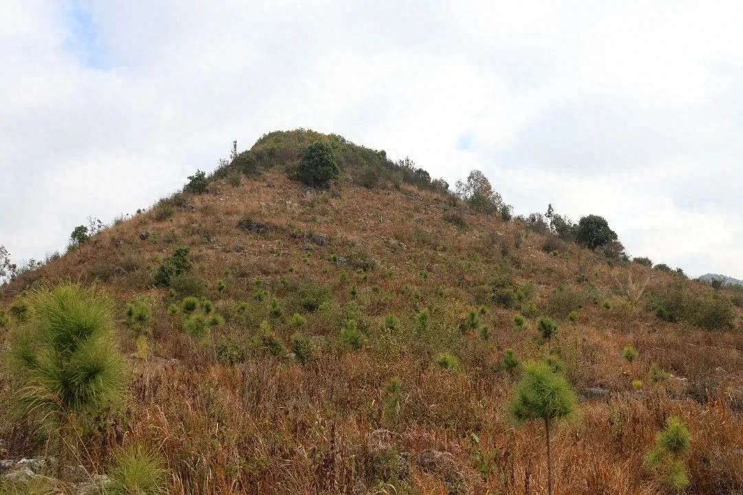 村民一把火烧毁22公顷林地，雨季过后竟现生机！真相究竟如何？