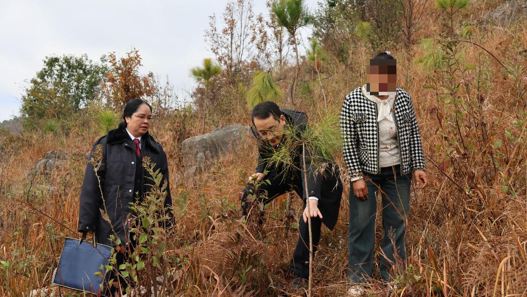 村民一把火烧毁22公顷林地,雨季过后竟现生机!真相究竟如何? 第4张 村民一把火烧毁22公顷林地,雨季过后竟现生机!真相究竟如何? 第4张