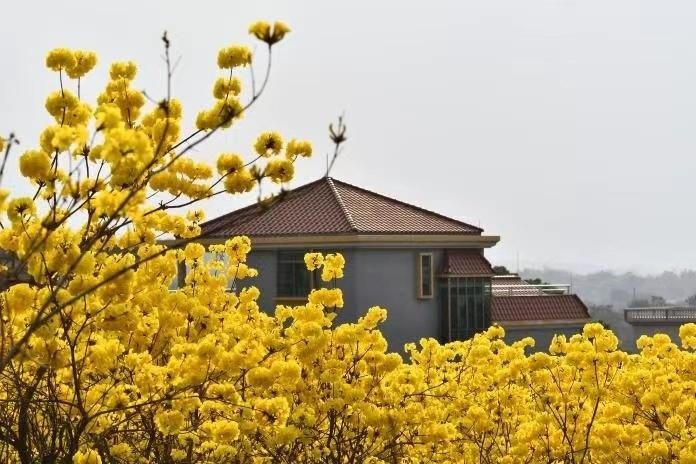 广州花都赏花公交攻略出炉!春意正浓,你准备好邂逅满城木棉火红了吗? 第3张 广州花都赏花公交攻略出炉!春意正浓,你准备好邂逅满城木棉火红了吗? 第3张